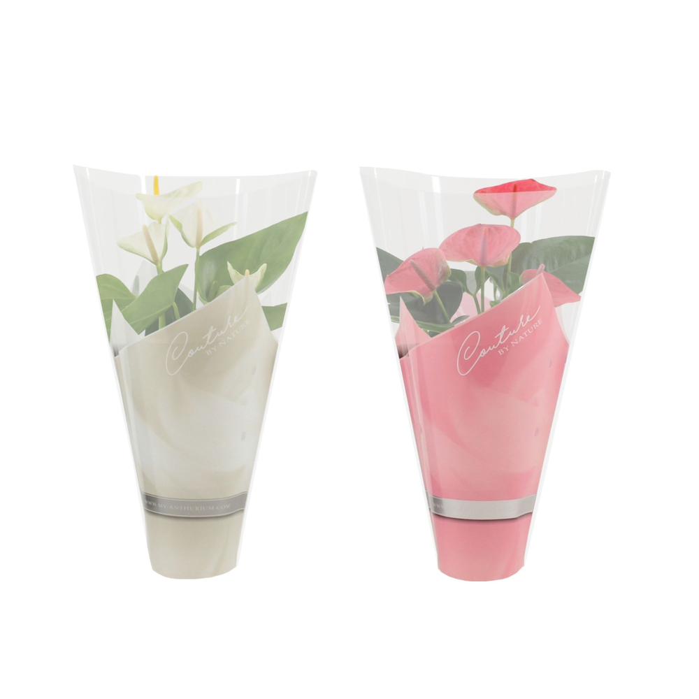 Anthurium pink&white mix in Couture sleeve.