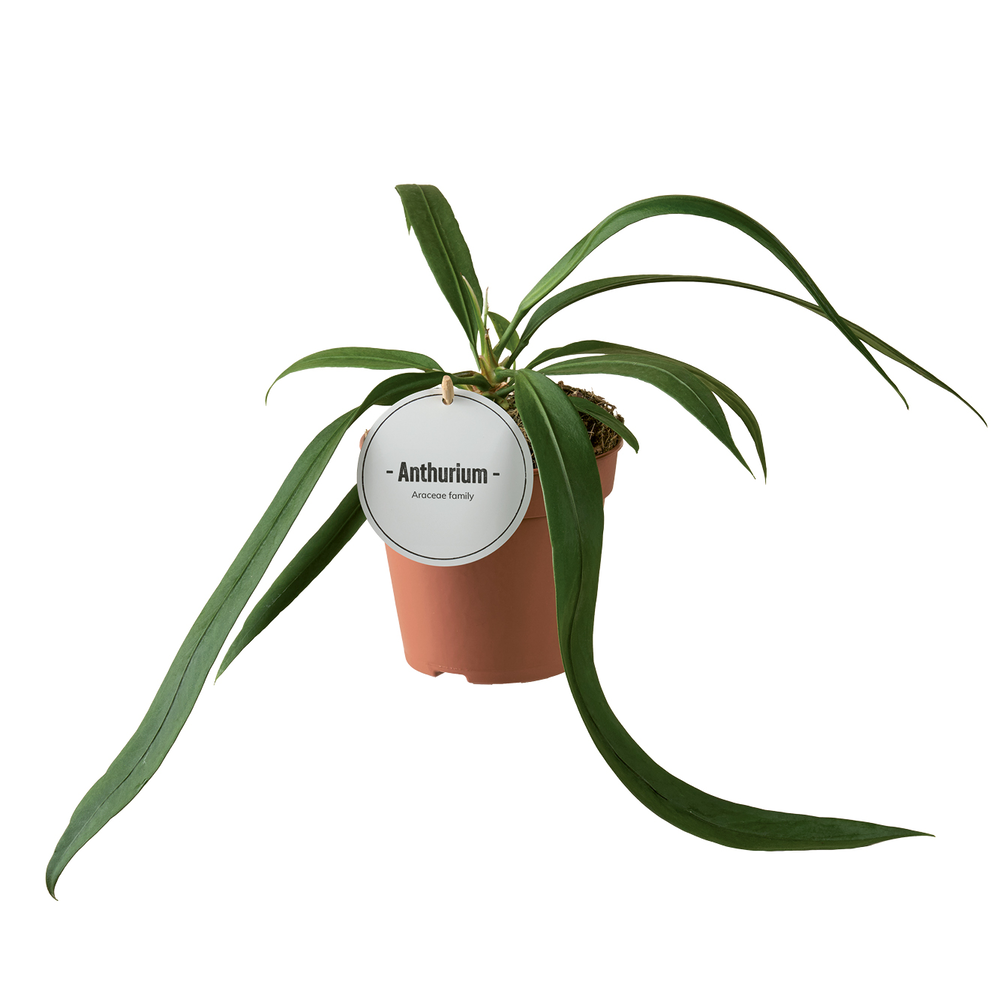 Anthurium Vittarifolium.