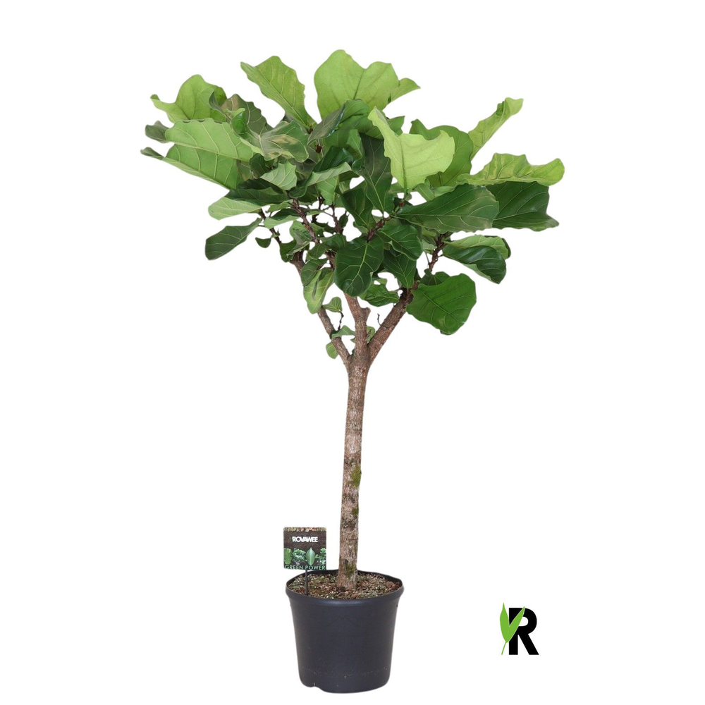 Ficus Lyrata op stam.