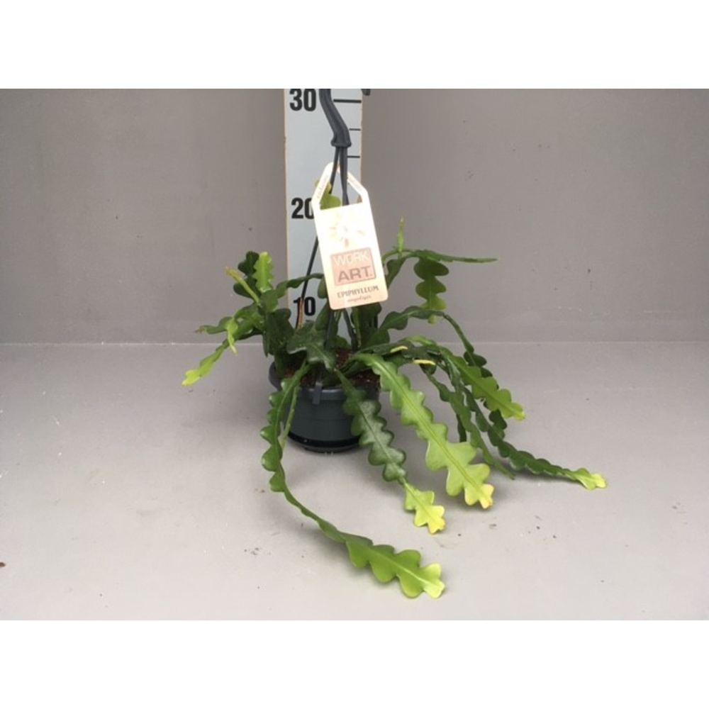 Epiphyllum ANGULIGER hangpot 11.