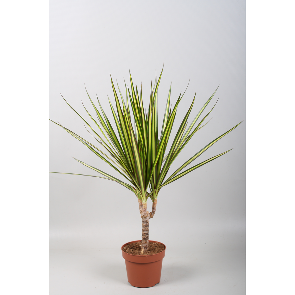 Dracaena Sunray enkele stam.