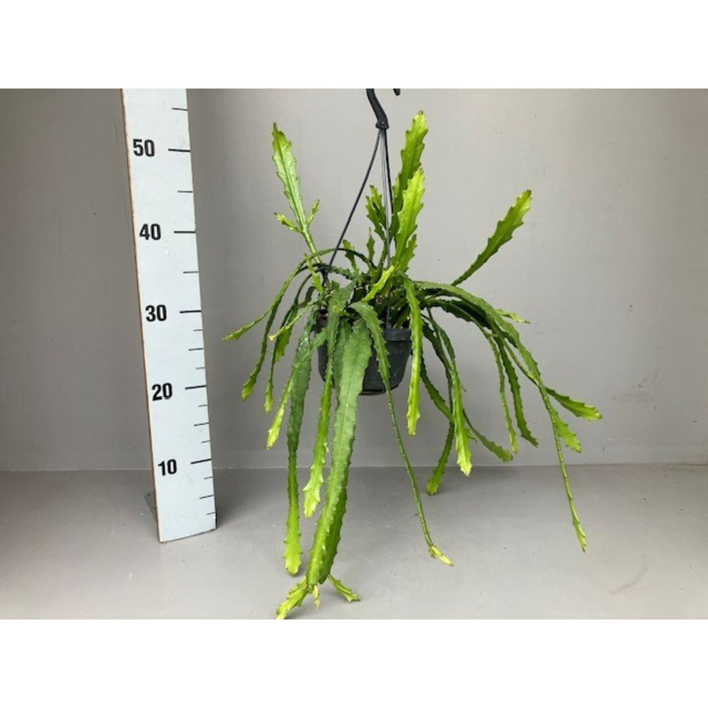 Epiphyllum Dietmar Paetz.