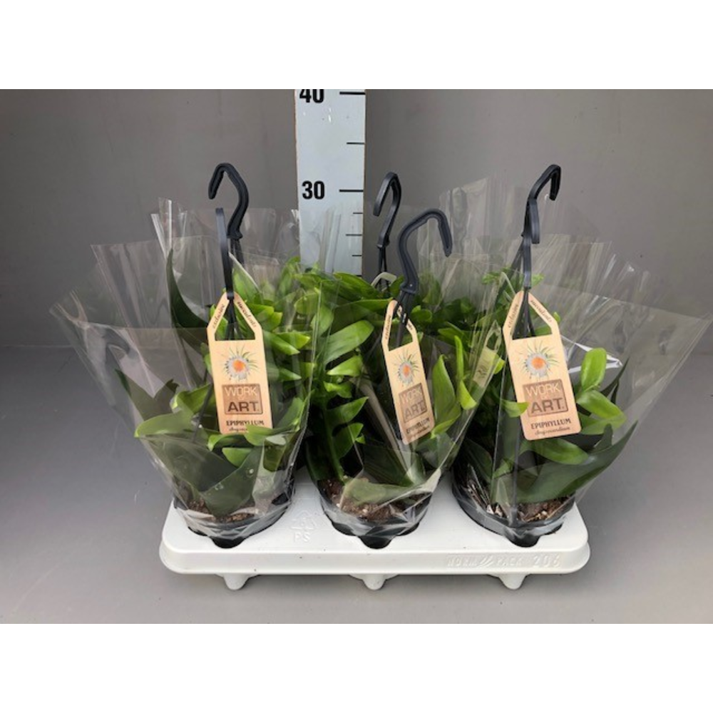 Epi chrysocardium hang 12.