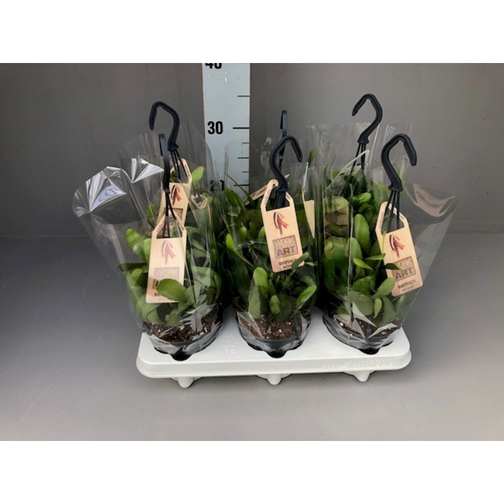 Rhip red coral 12 hang.