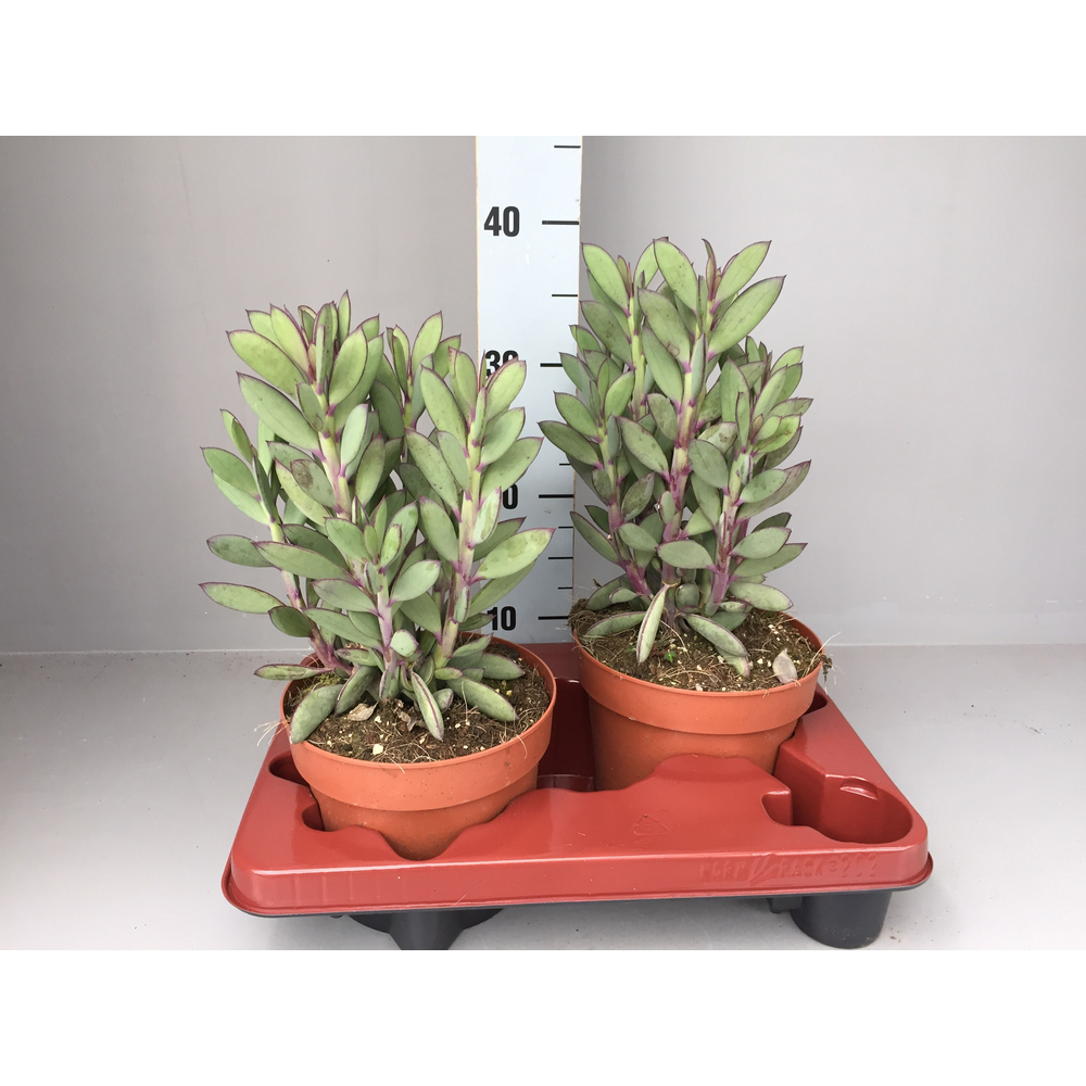 Senecio crassisimus.