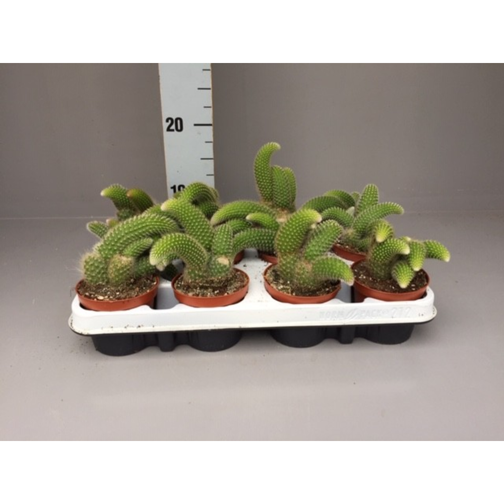 Hildewintera colademonis.