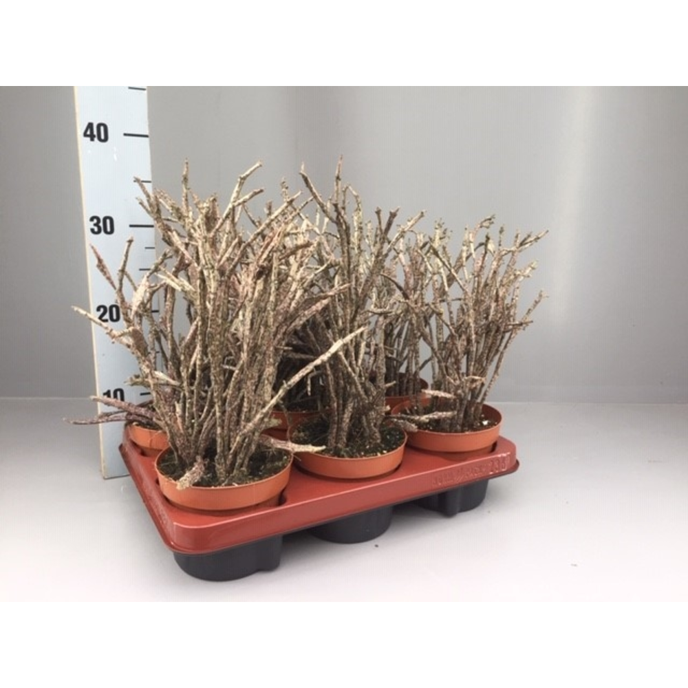 Euphorbia platyclada XL.