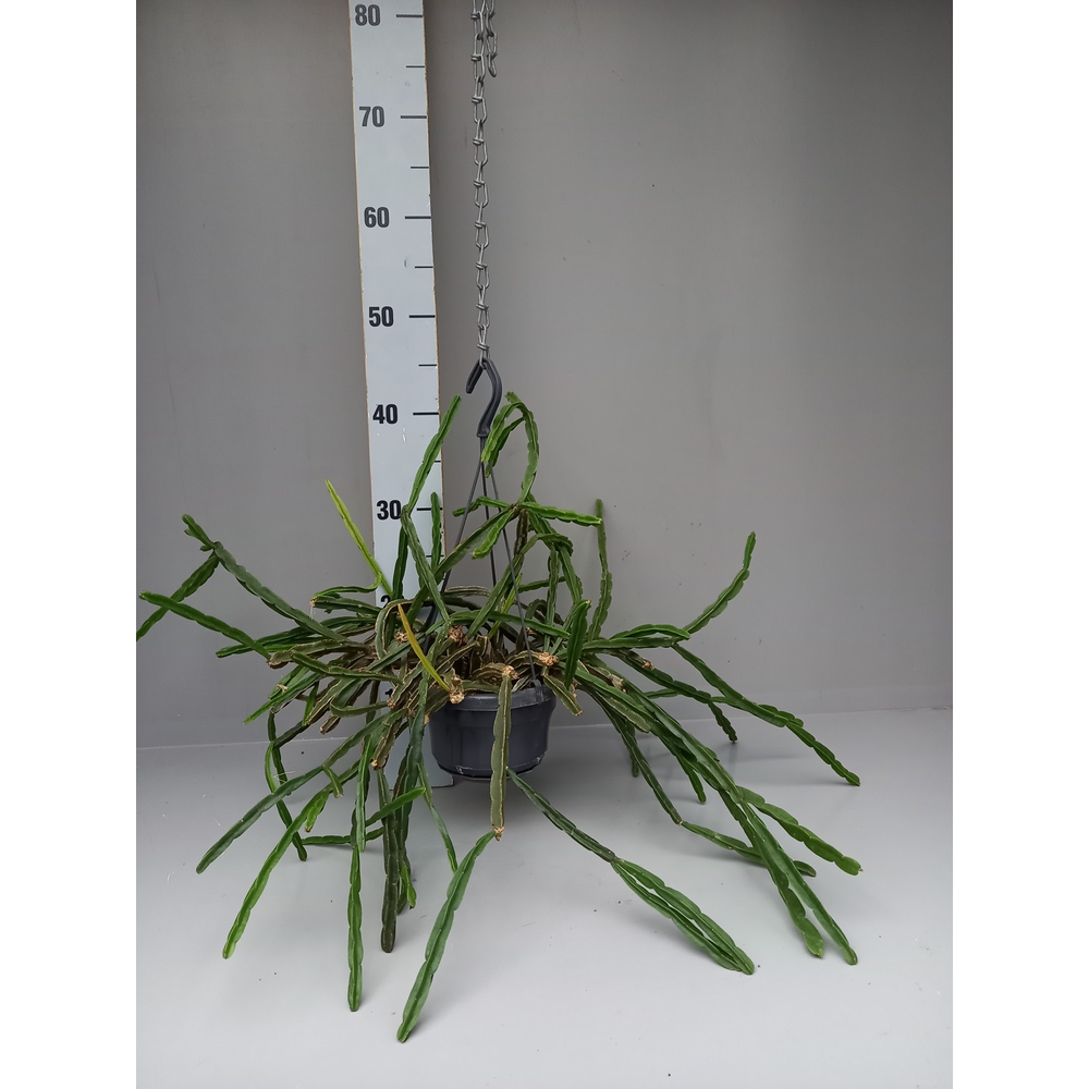 Rhipsalis pentoptera.