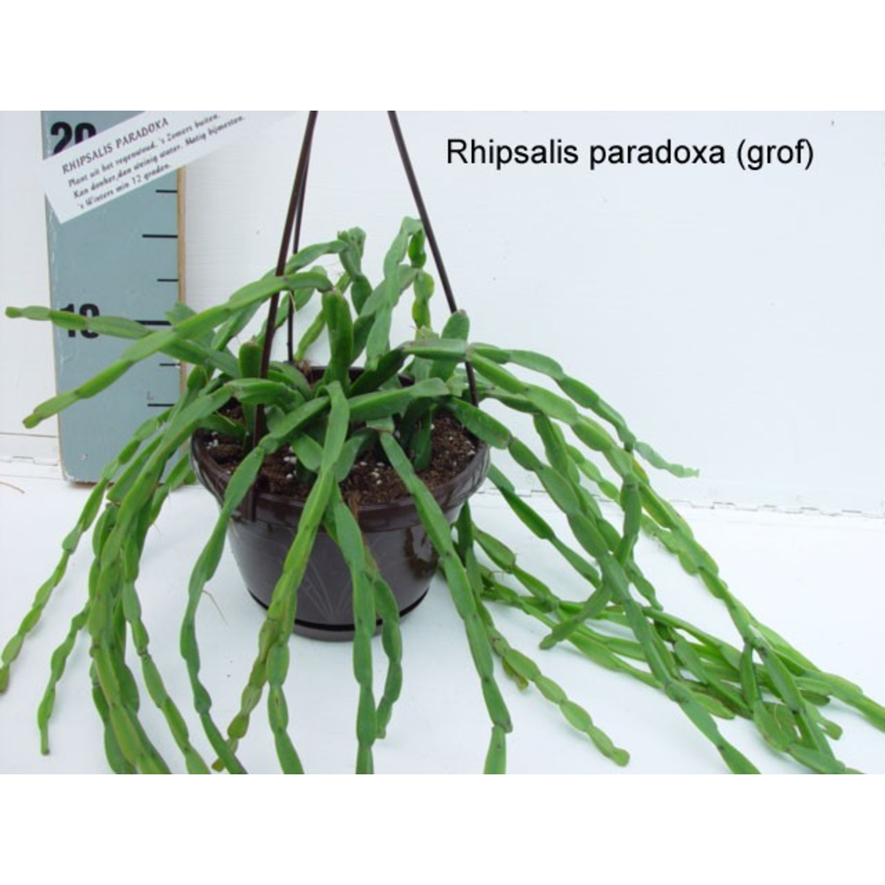 Rhipsalis paradoxa.