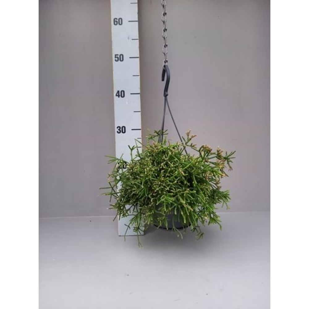 Rhipsalis prismatica fijn.