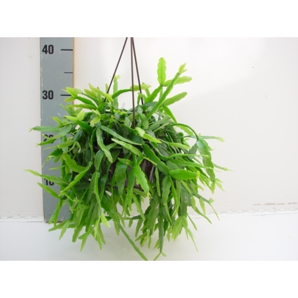 Rhipsalis rauhiorum.