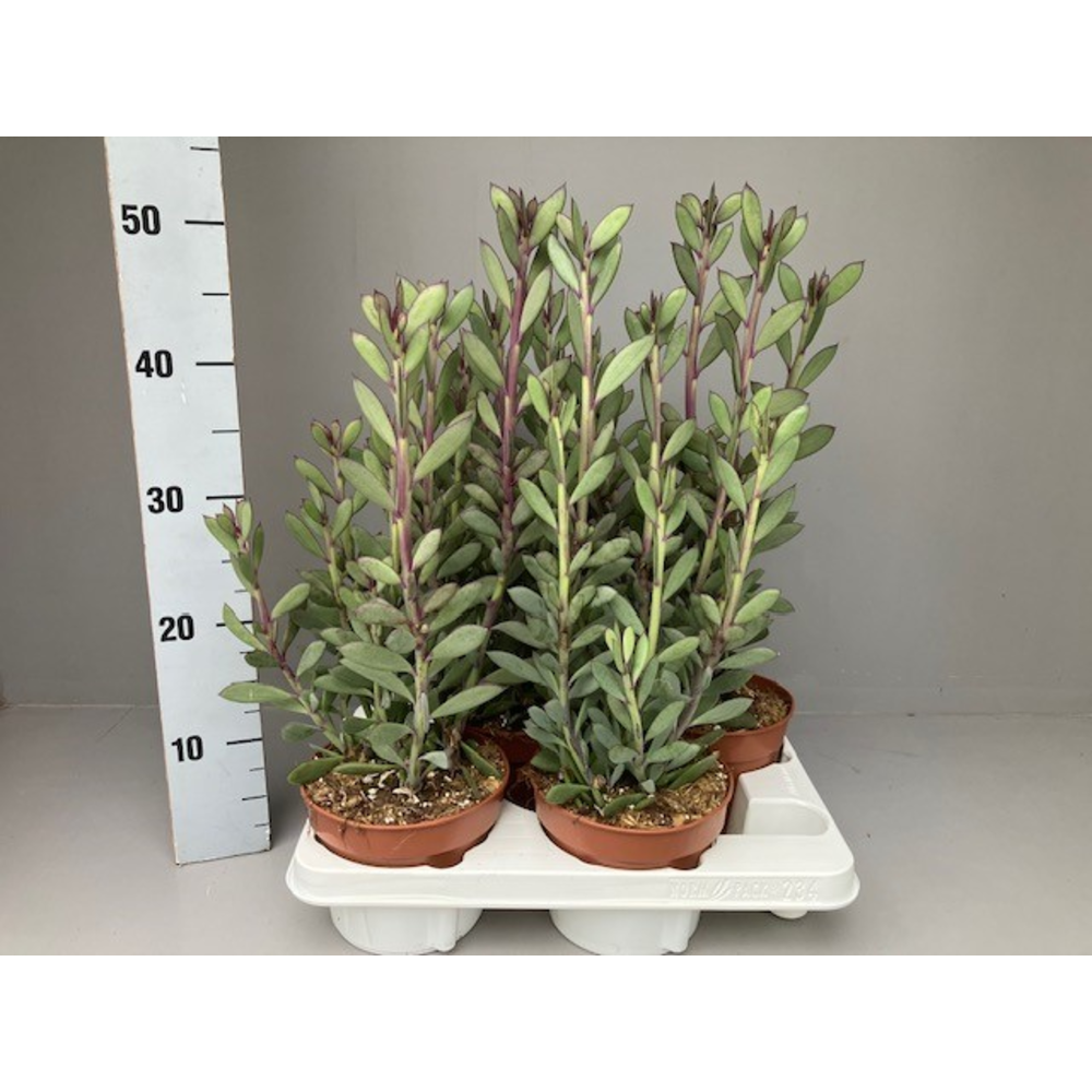 Senecio crassissimus 15.