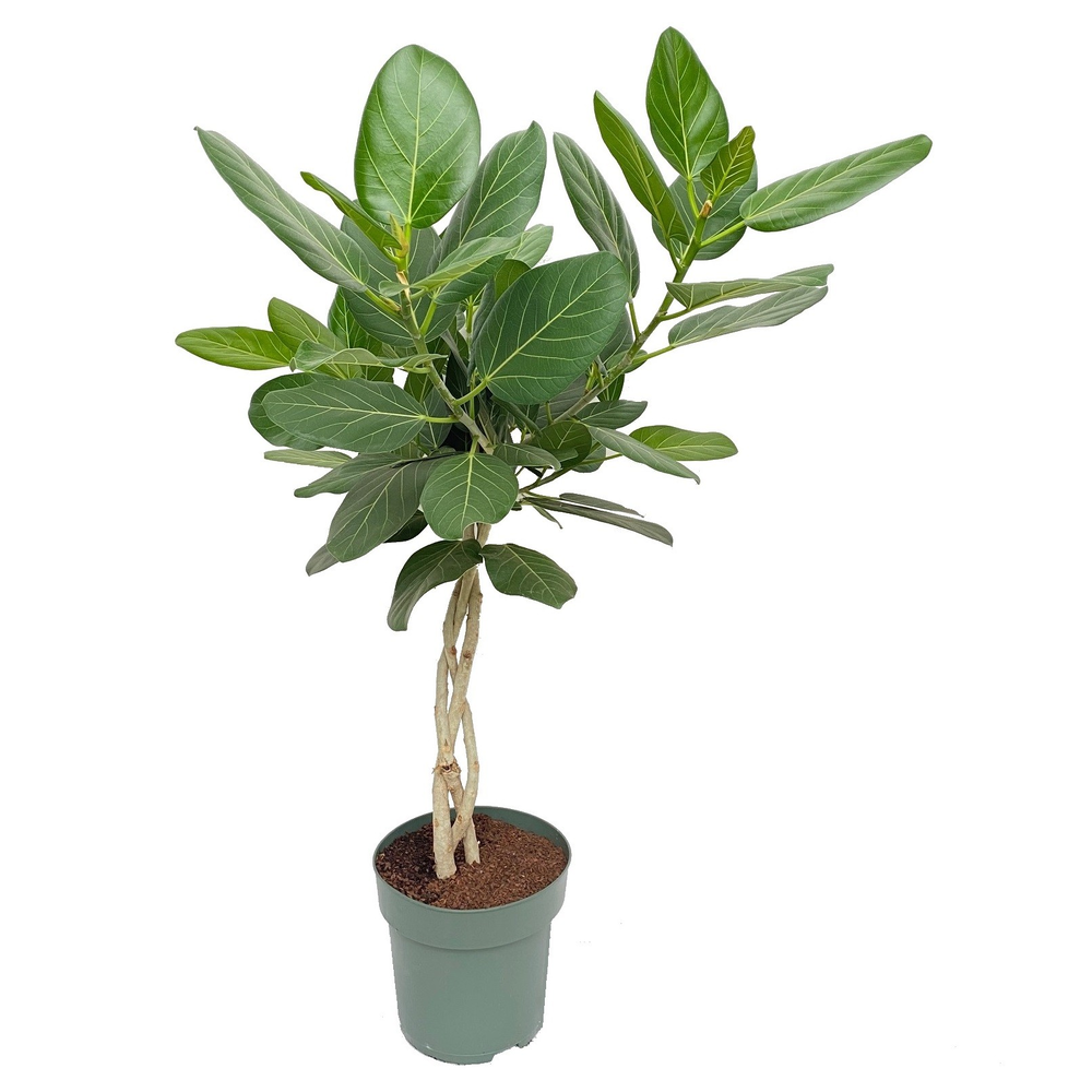 Ficus Audrey Gevlochten.