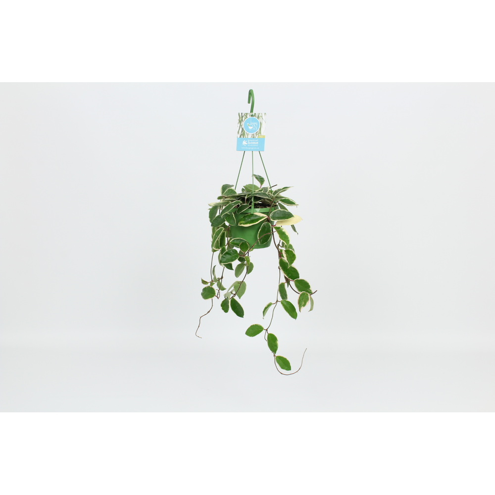 Hangongreen Hoya Carnosa Krimson Queen 14 cm.