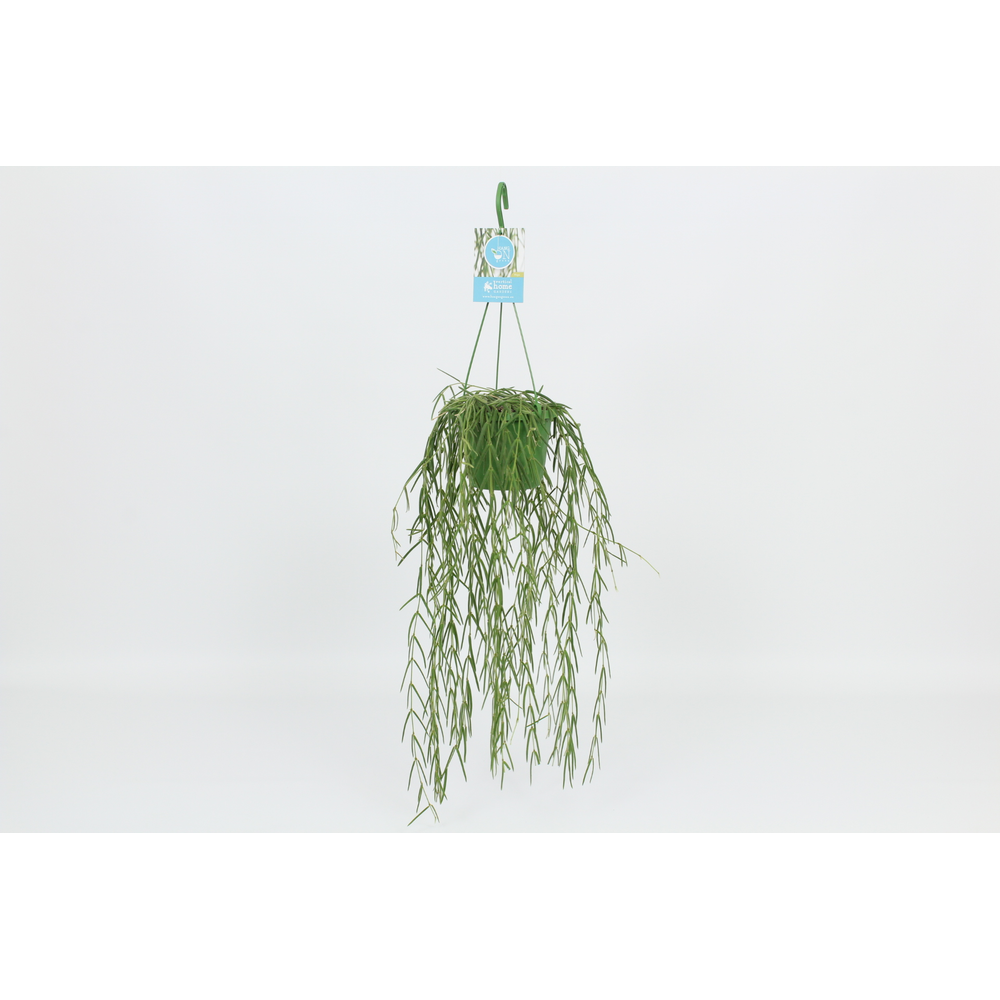 Hangongreen Hoya Linearis 14 cm.
