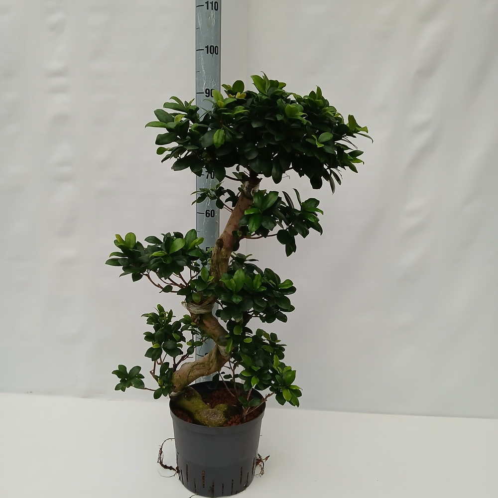 Ficus microcarpa hydro.