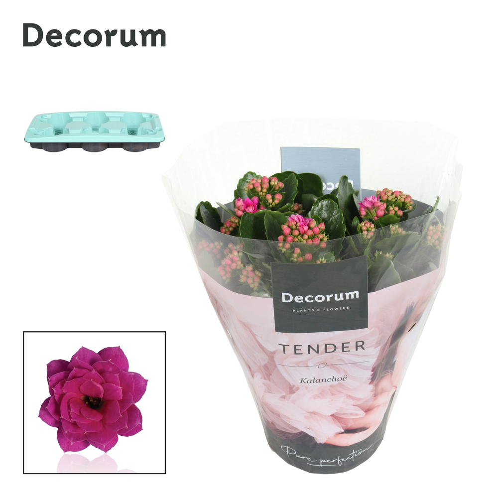 Kalanchoe Decorum TENDER - Serenity Purple.