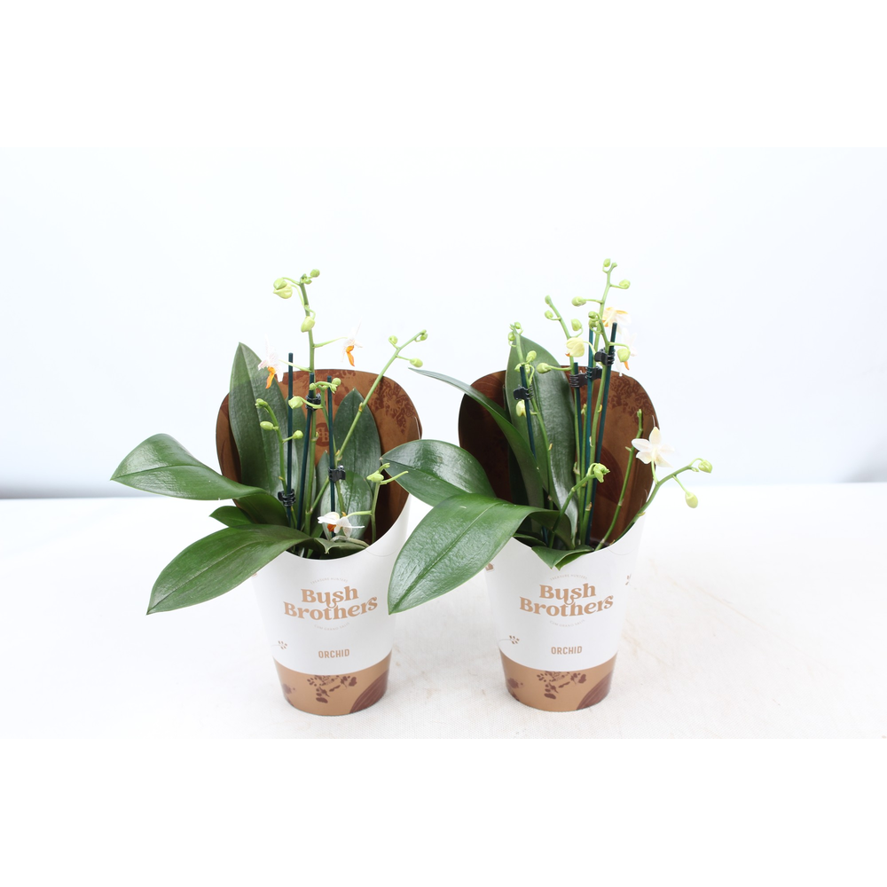 Phalaenopsis minimark 12 cm 4-5 tak.