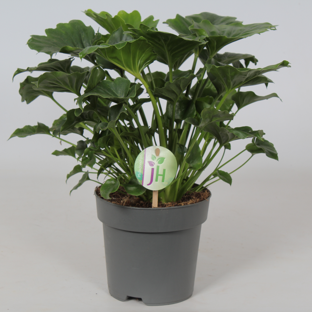 Philodendron 'Grizzly'.