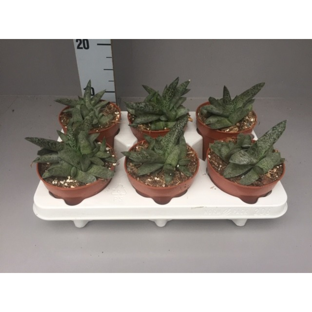 Gasteria grijs.