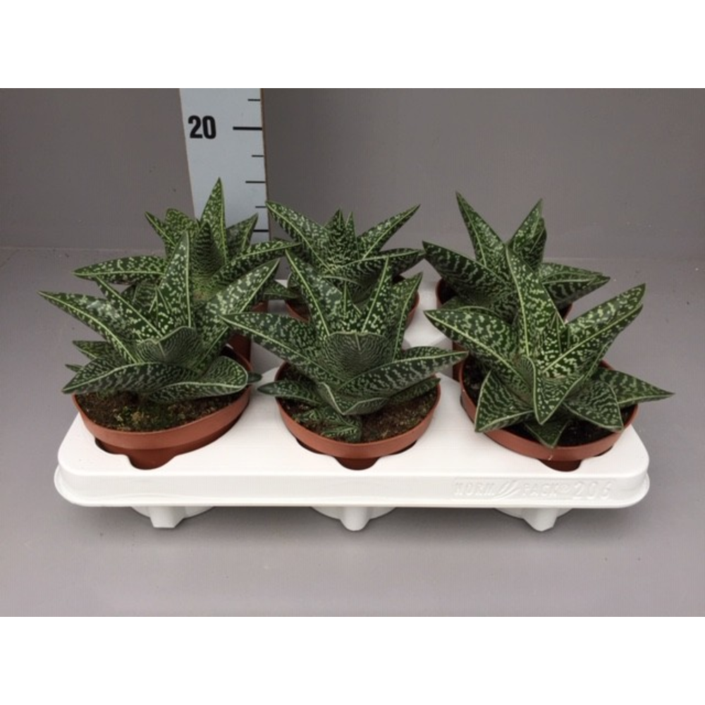 Aloe tigre.