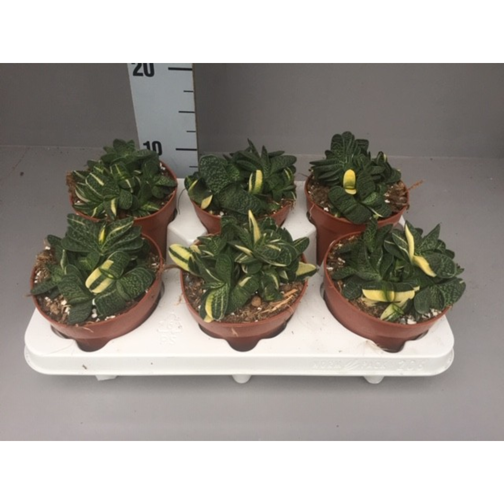 Gasteria minima variegata.