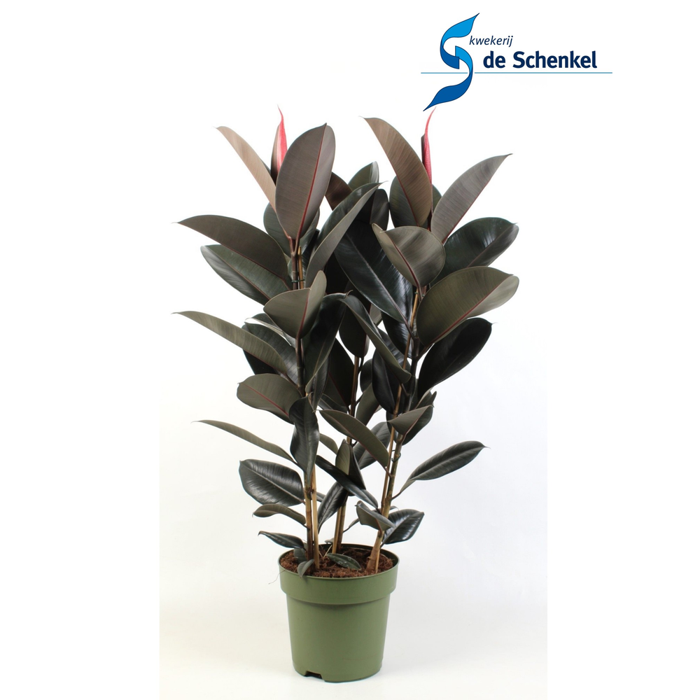 Ficus elastica Abidjan.