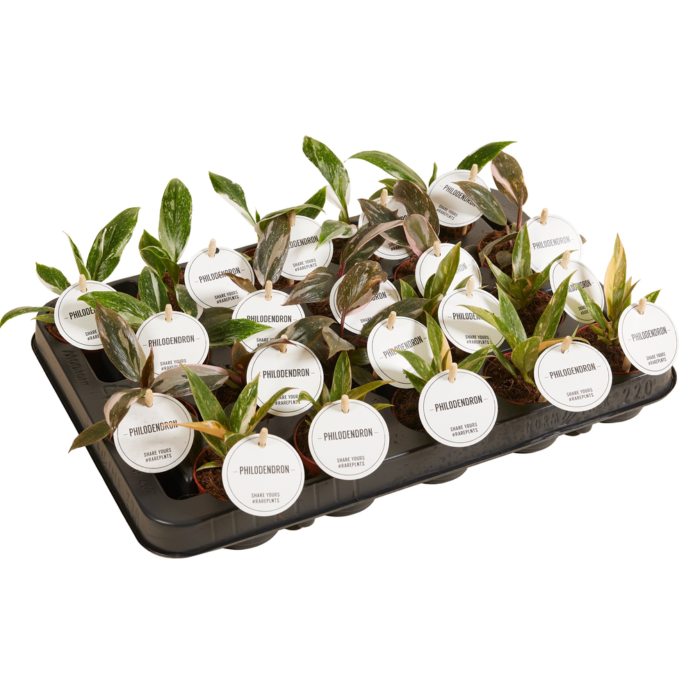 Philodendron Princess Mix.