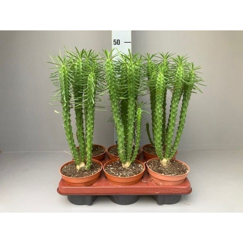 Euphorbia loricata.