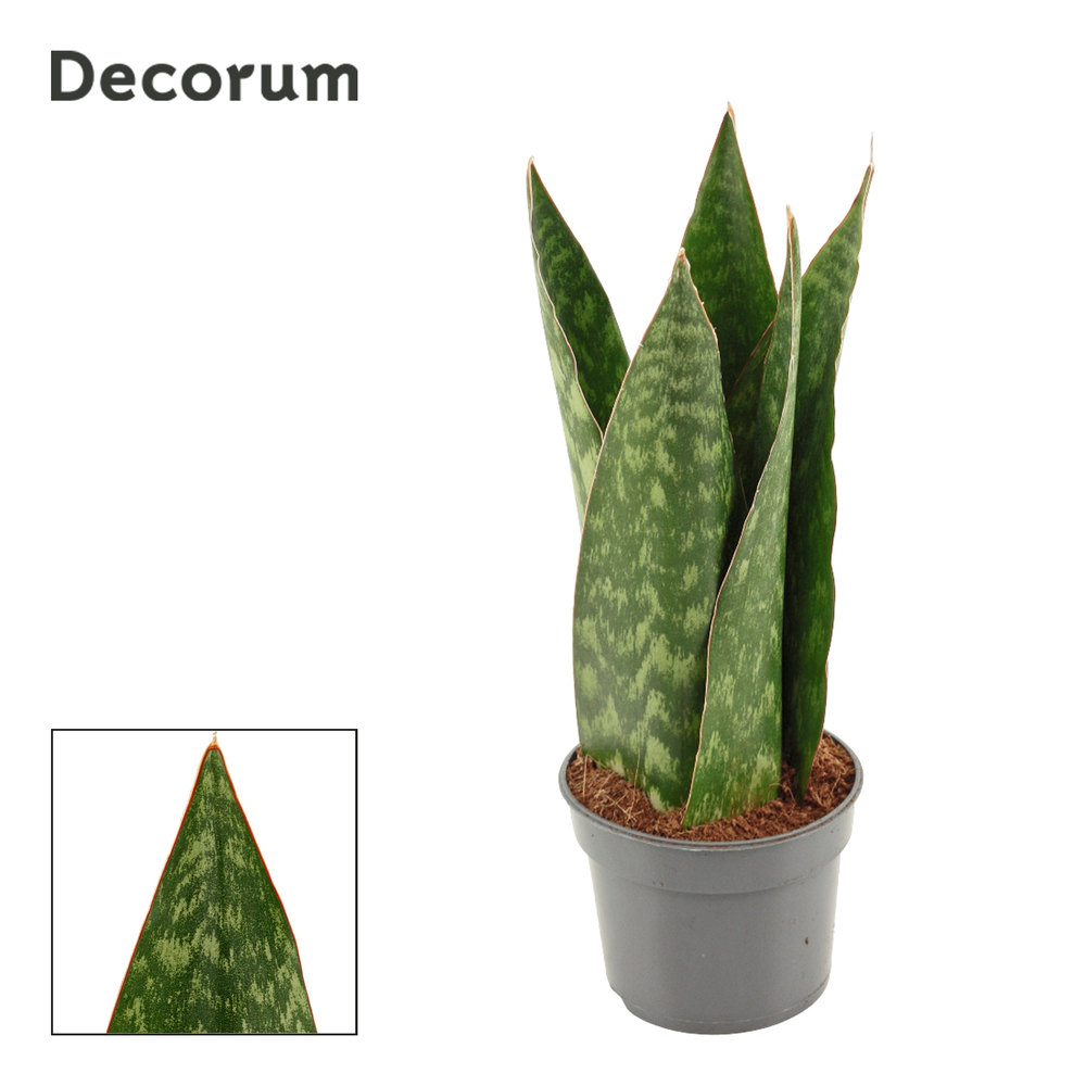 Sansevieria Jamaiquina Queen 9 cm (Decorum).