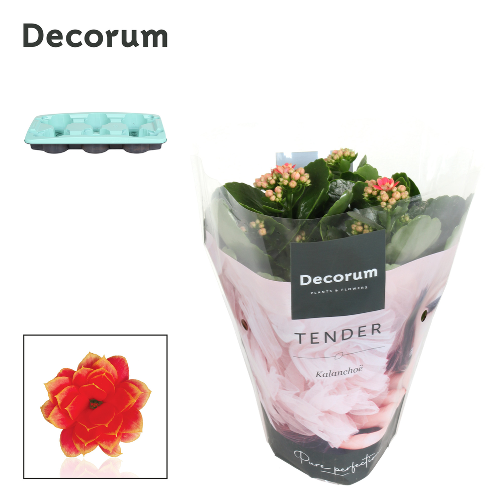 Kalanchoe Decorum TENDER - Serenity Coral.