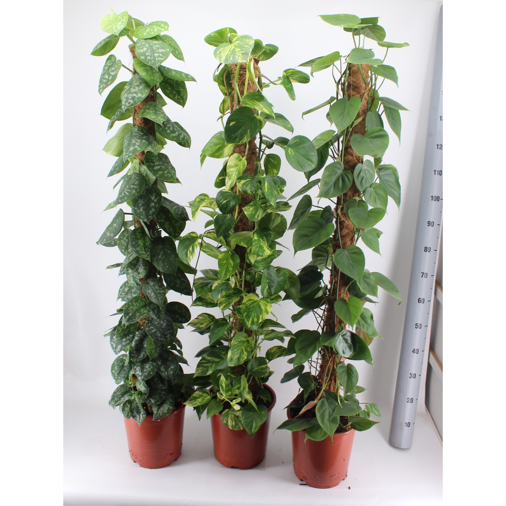 Epipremnum MIX 150CM.