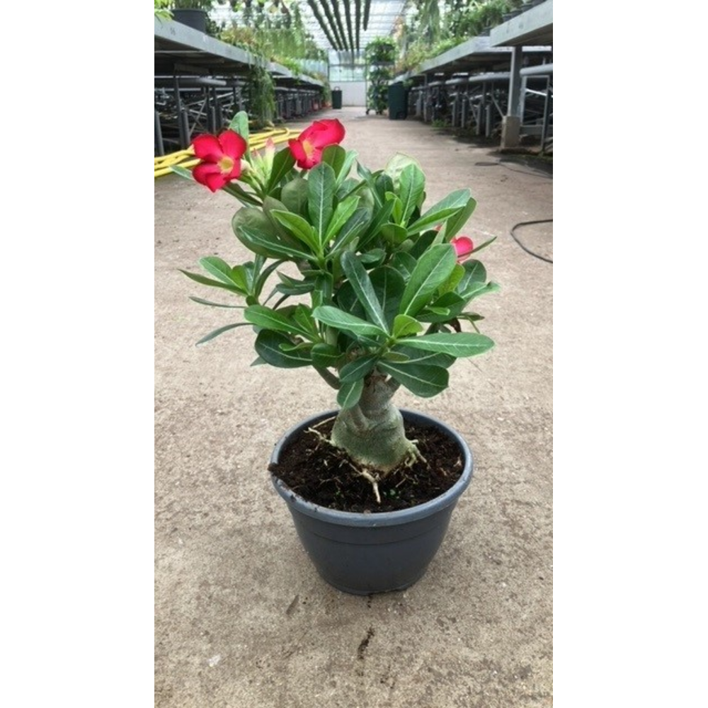 Adenium obesum.