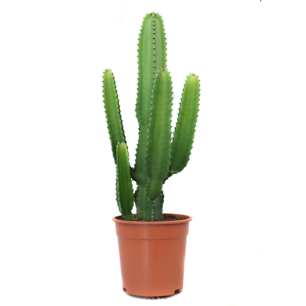 Euphorbia acruensis canarias 24cm.