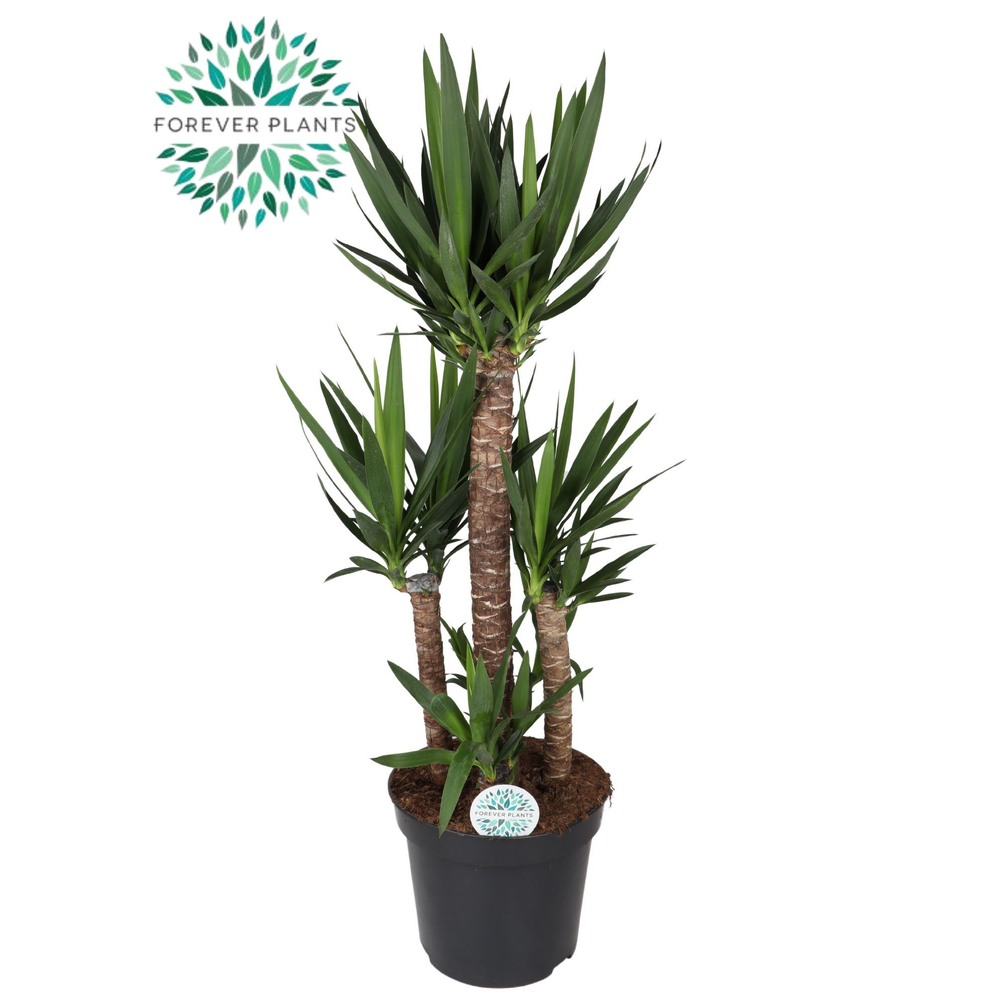 Yucca Carrousel p35, 90-45-20-45-20.