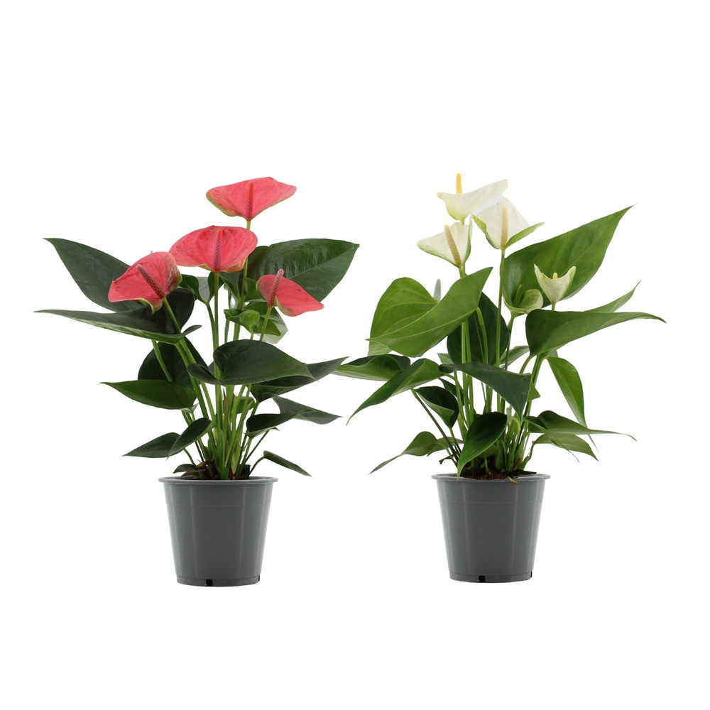 Anthurium pink&white mix in transparant sleeve.