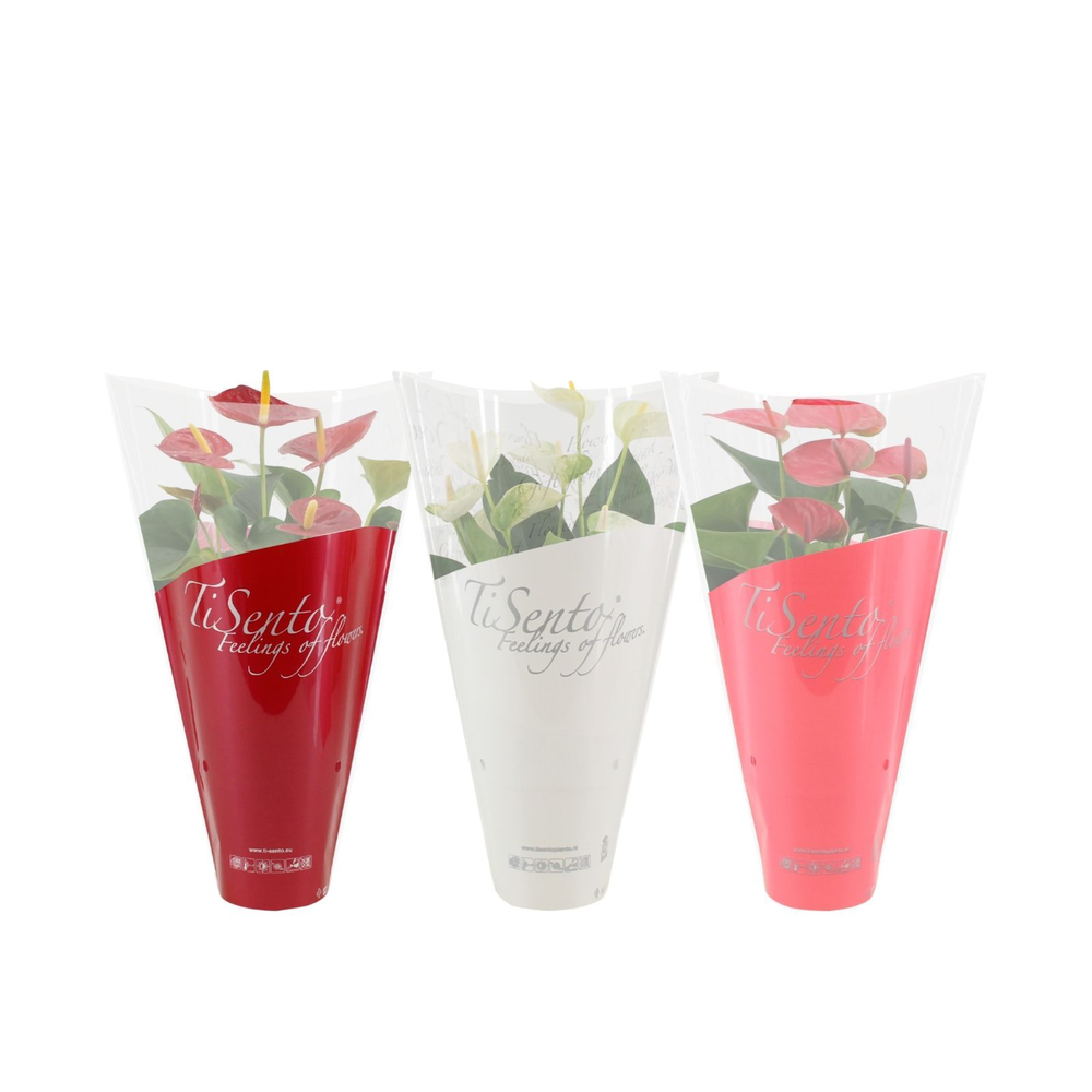 Anthurium 4 color mix in Tisento sleeve.