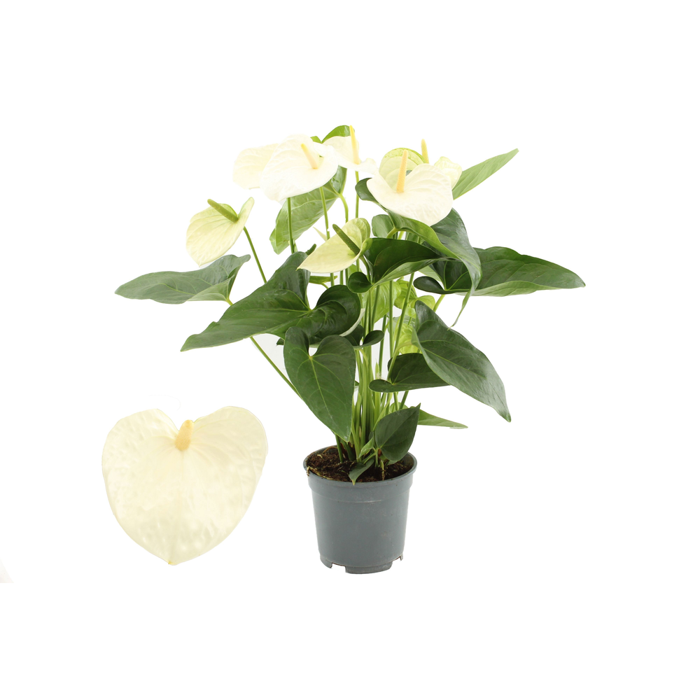 Anthurium White Winner in transparant sleeve.