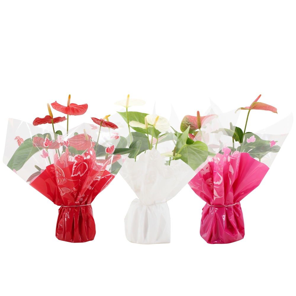 Anthurium 3 color mix in Rondello Clemence.