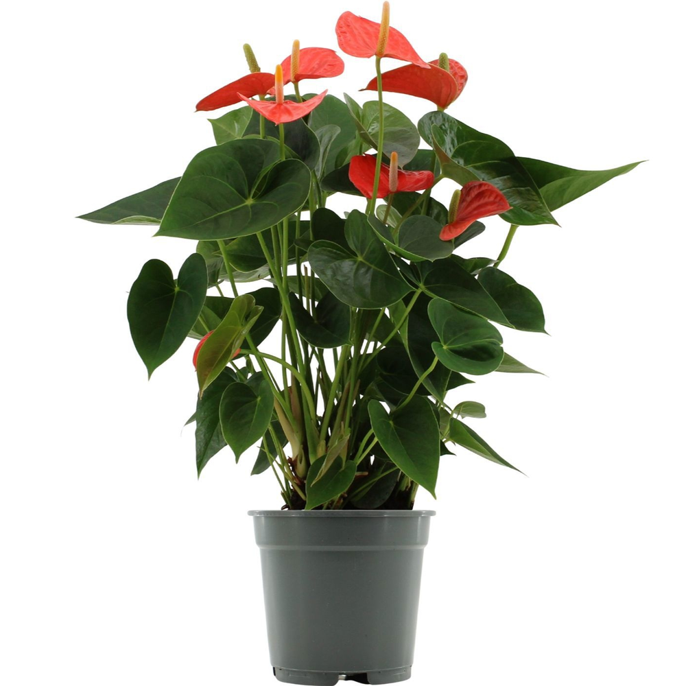 Anthurium Prince of Orange in transparant sleeve.