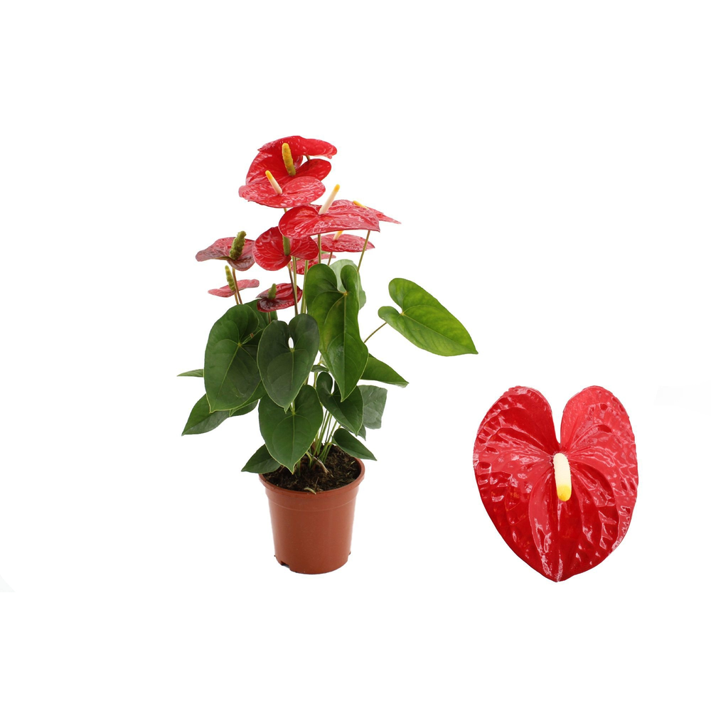 Anthurium Jambo Red in transparant sleeve.