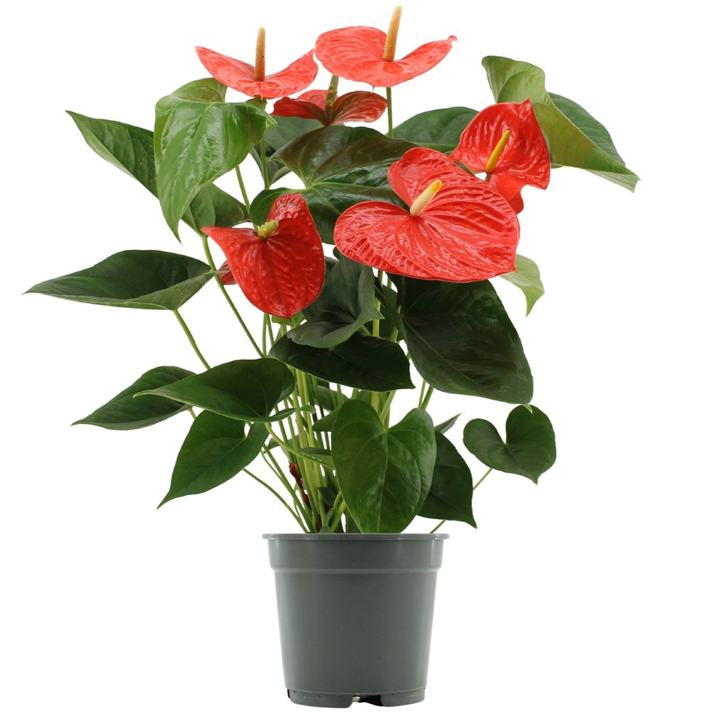 Anthurium Delicia in transparant sleeve.