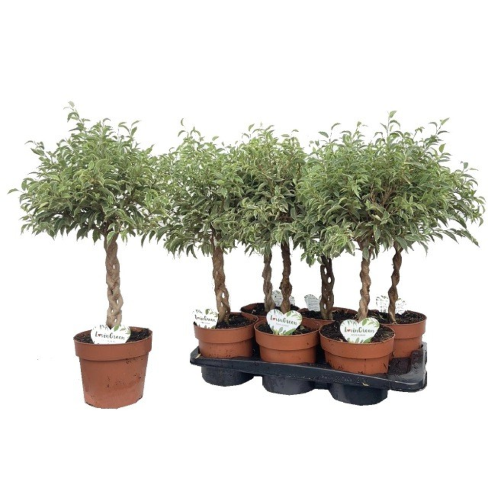 Ficus Kumani Gevlochten.