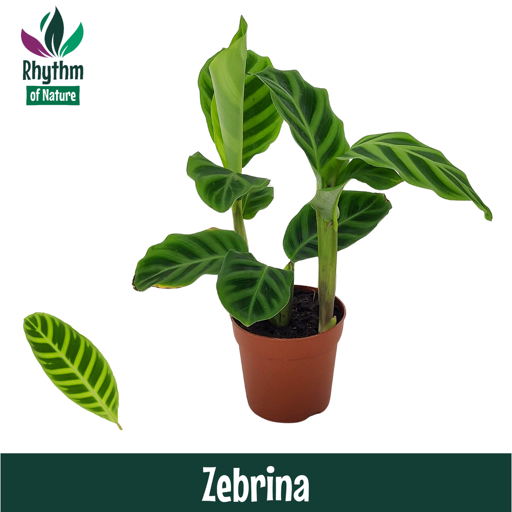 Calathea 7cm Zebrina.