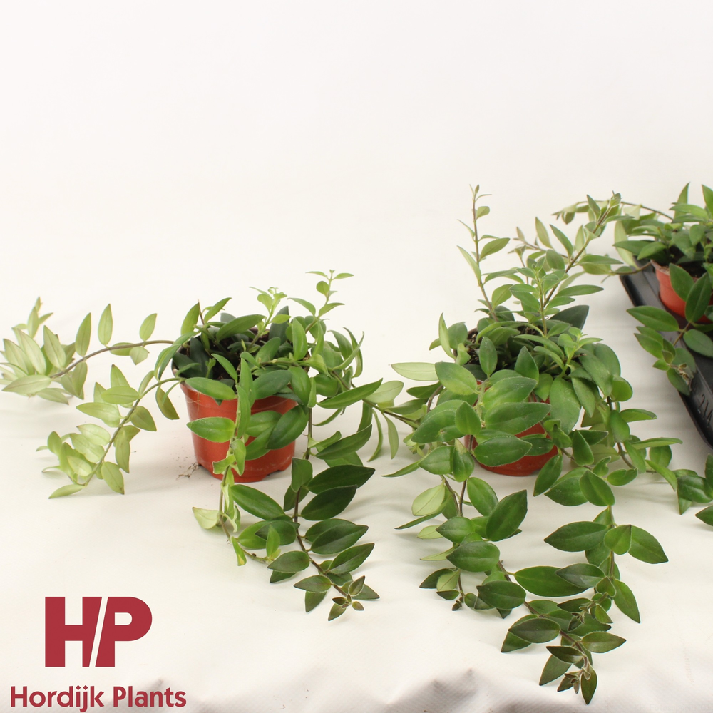 Aeschynanthus Caro Imp P9 cm.