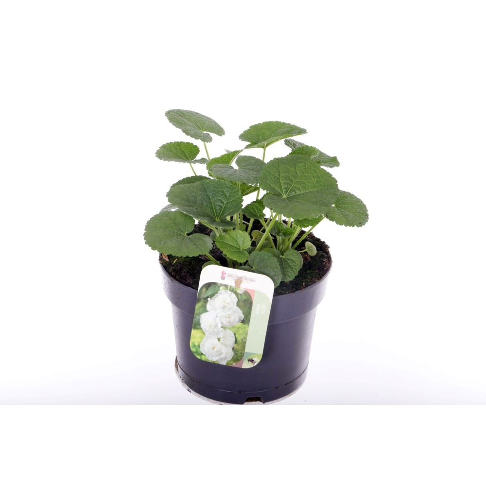 Alcea rosea Chart. Double White.