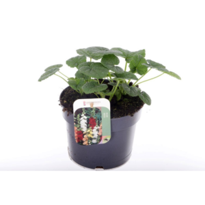 Alcea rosea Chart. Double Scarlet.