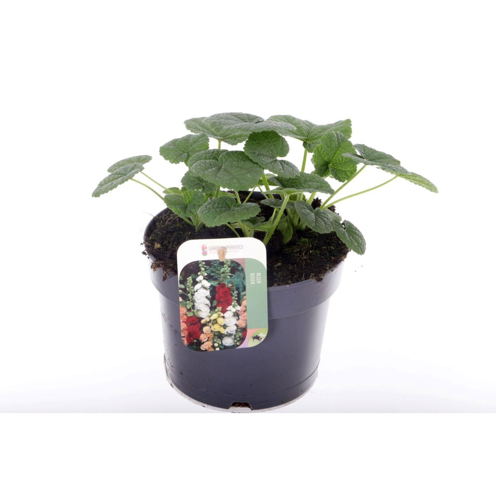 Alcea rosea Chart. Double Scarlet.