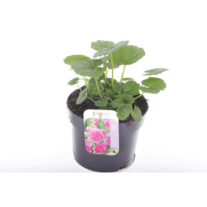 Alcea rosea Chart. Double Rose.