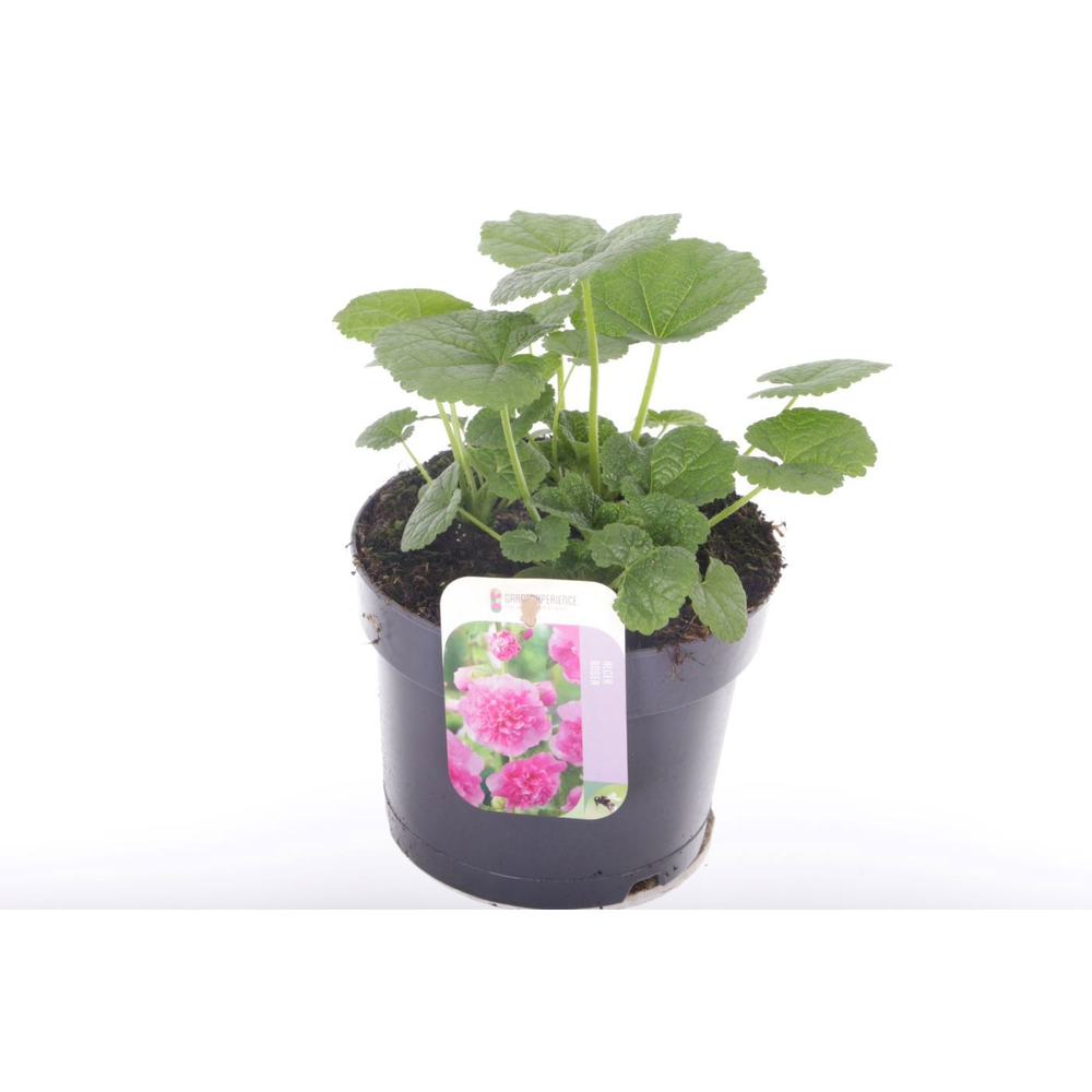 Alcea rosea Chart. Double Rose.